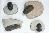 Lot: Assorted Devonian Trilobites - Pieces #84733-1